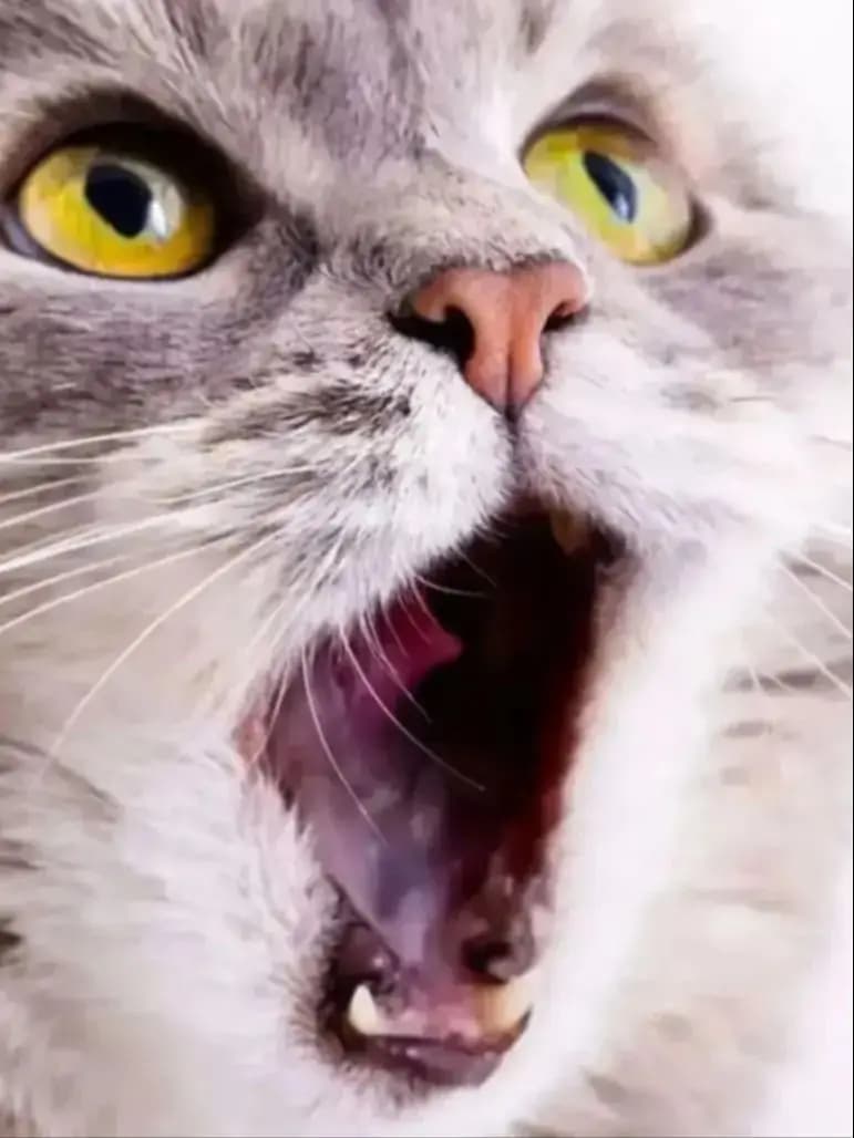 nanwei-pre-gen-specail-jit