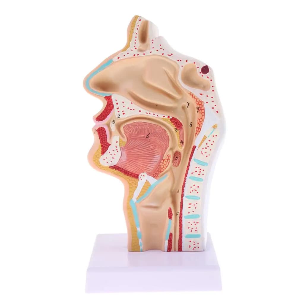 Lifesize Human Nasal Cavity Anatomy Model Classroom Study Display Teaching Model, Lab Supplies