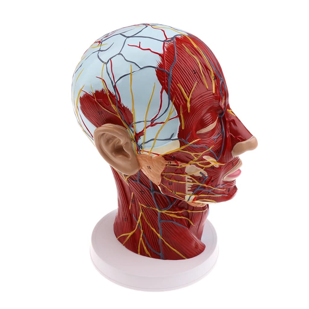 Anatomical Head Median Sagittal Plane Model Nerves Parotids for Teaching