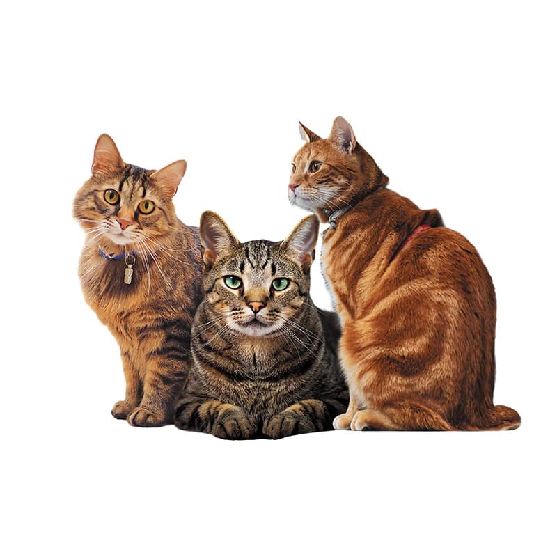 Three adorable cats Iron on Patches for Clothes Transfer DTF Transfers Ready to Press Patch Shirts Heat transfer stickers