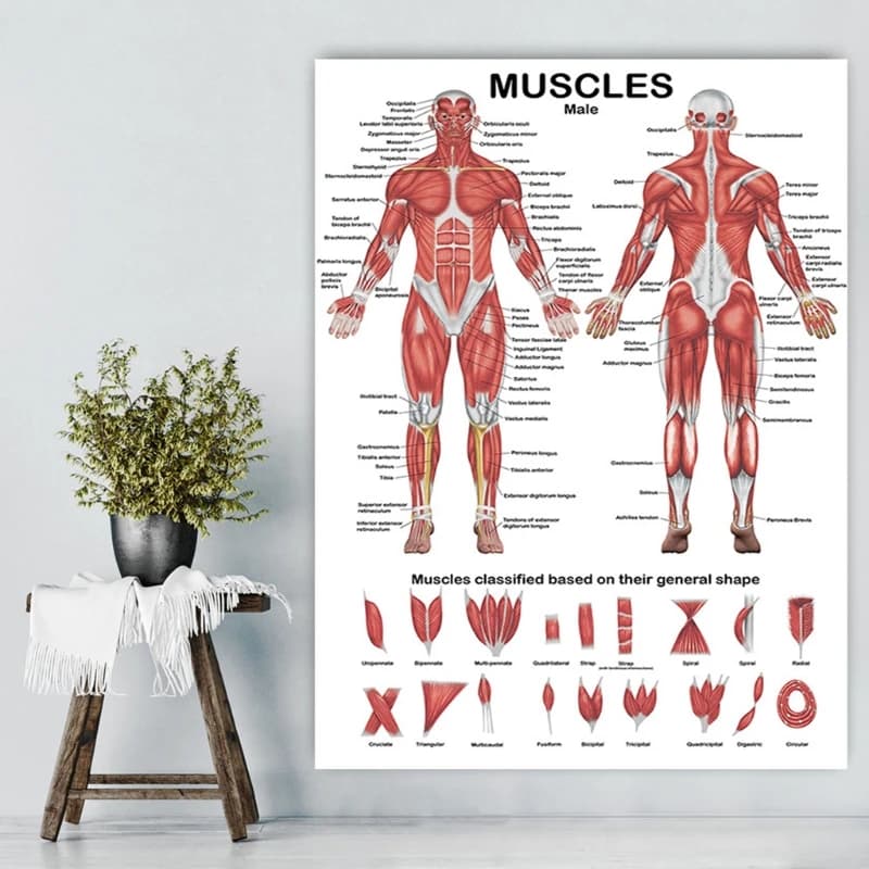 Professional Human Muscular System Anatomical Chart Human Muscle Anatomy Poster for Education Lecture 19.69'' x 27.56''